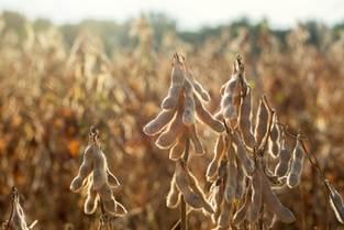 Bioestimulantes à base de alga marinha transformam a produtividade da soja no Brasil