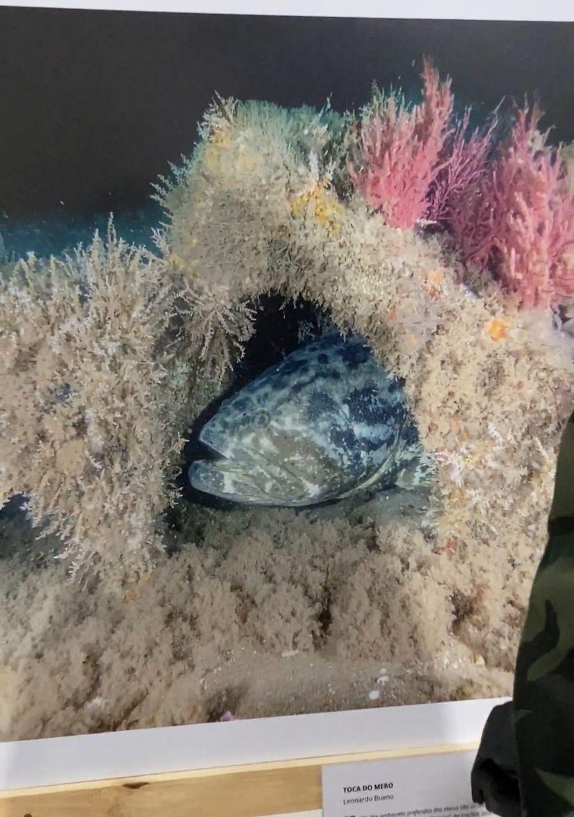 Conceição da Barra, no ES, oficializa o peixe mero como patrimônio natural e símbolo do município