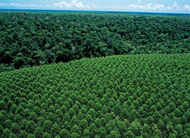 Suzano passa a integrar campanha internacional de natureza
