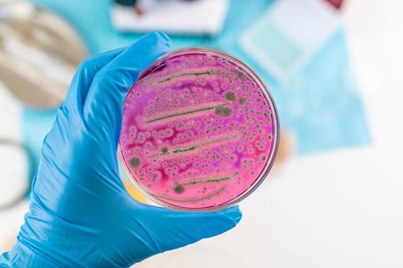 Fapes abre chamada internacional inédita para financiar pesquisas sobre resistência antimicrobiana na produção animal no ES