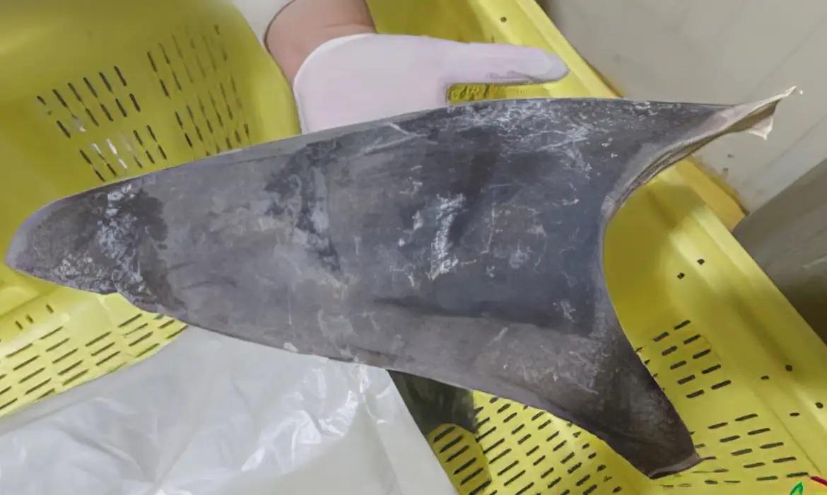 Exportação de barbatana do tubarão-azul é proibida no Brasil