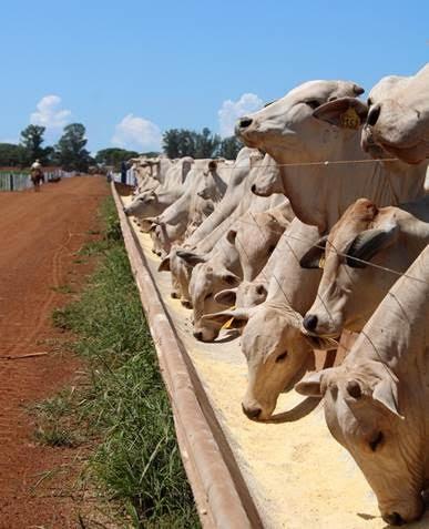 Suplementar bovinos no período das águas vale a pena?