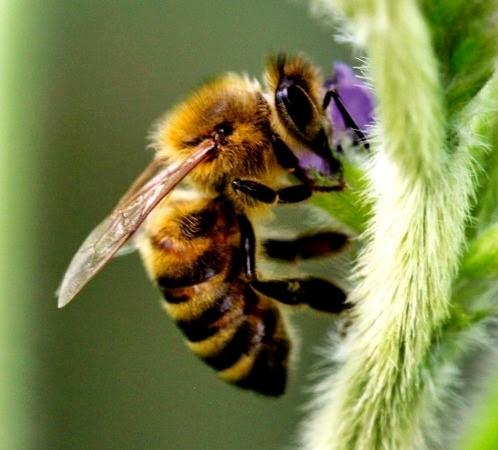 Apicultores e sojicultores se reúnem em São Gabriel (RS) para fortalecer a integração sustentável no campo