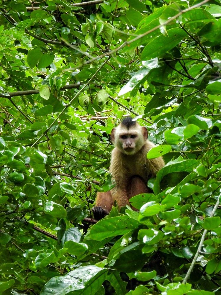 Suzano conecta área equivalente a mais de 200 mil campos de futebol por meio de corredores ecológicos