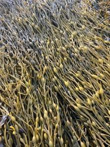 Soluções naturais ajudam pomares a manter produtividade mesmo em situações de estresse