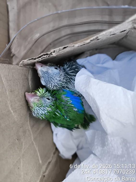 Parque Estadual de Itaúnas, em Conceição da Barra, ES, atua na preservação de animais silvestres