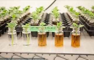 Soluções à base de algas marinhas contribuem para o aumento da produtividade agrícola