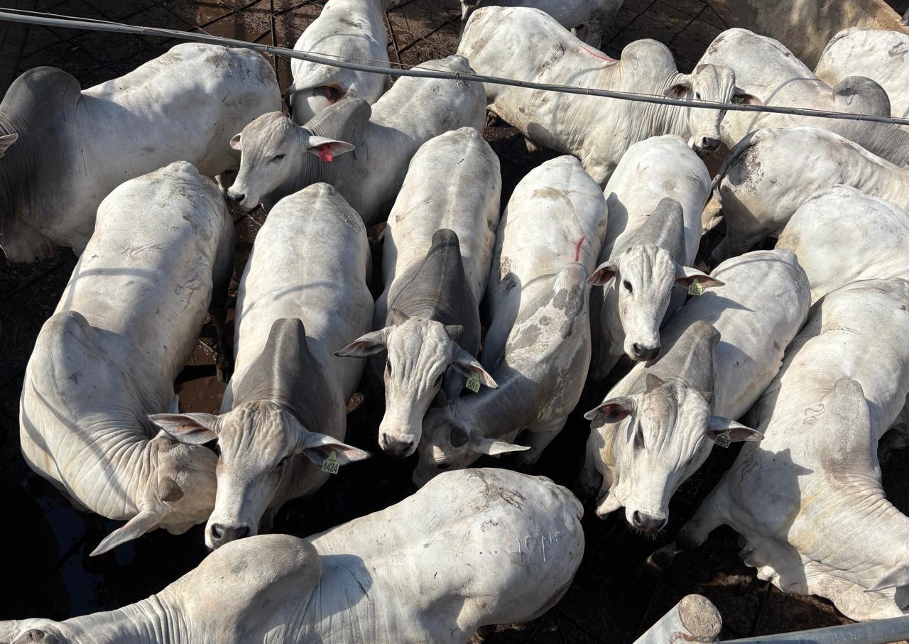 Bolívia sedia a primeira etapa internacional do Circuito Nelore de Qualidade em 2026