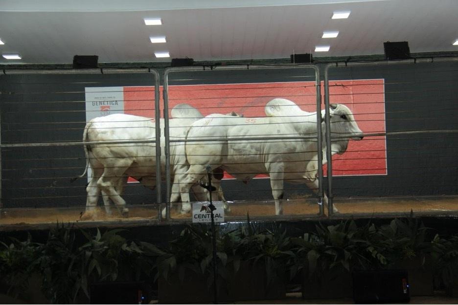 Leilão Reserva Especial CFM movimenta R$ 1,63 milhão, na Expogrande