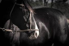 Vetnil leva soluções para saúde, desempenho e bem-estar dos cavalos atletas à Expo FICCC 2026, no Uruguai