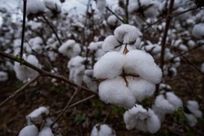 Sem controle adequado, ácaros causam perda de produtividade de soja e algodão