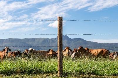 Cercas de alto desempenho aumentam eficiência no manejo de bovinos e reduzem perdas no campo
