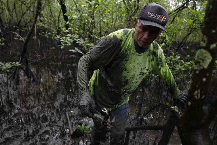 Pesquisadores identificam presença de mercúrio e chumbo em caranguejos