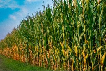 Estresse climático e desequilíbrios nutricionais desafiam potencial do milho segunda safra