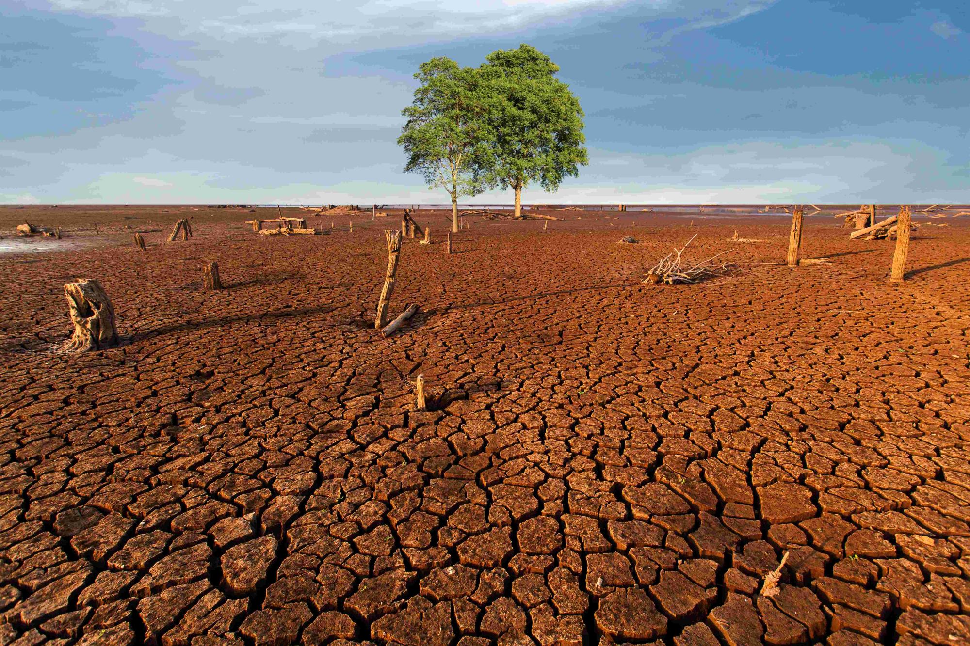 Dia Mundial do Meio Ambiente reacende alerta sobre crise climática e necessidade de adaptação das cidades