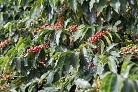 Cafeicultura brasileira tem nas algas marinhas uma aliada importante para aumento da produtividade