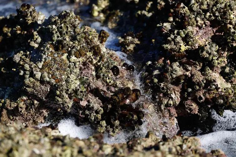 Mexilhões podem acumular microplásticos e transmiti-los a humanos