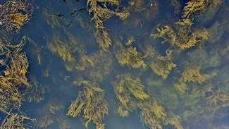 Algas marinhas impulsionam mercado de bioestimulantes na agricultura brasileira
