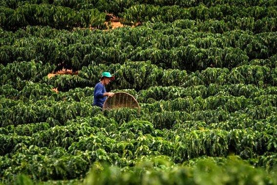Governo anuncia R$ 1,3 bi para retomada econômica rural da Bacia do Rio Doce