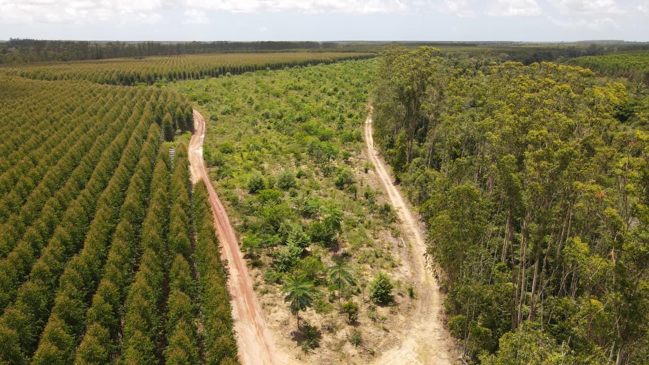 Suzano alcança 43% de meta de conservação da biodiversidade por meio de corredores ecológicos