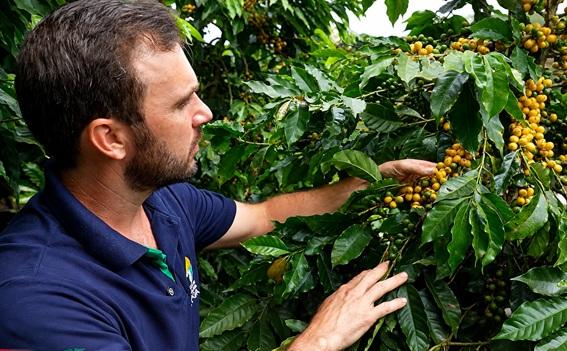 Café arábica orgânico alcança alta produtividade com cultivares recomendadas pelo Incaper, no ES