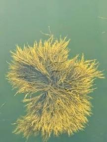 Bioestimulante à base da alga Ascophyllum nodosum é inovação para uma agricultura mais sustentável