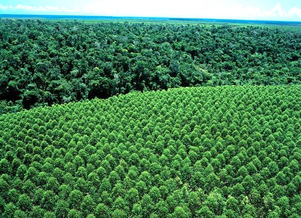 Suzano alerta para aumento de incêndios na Bahia e Espírito Santo