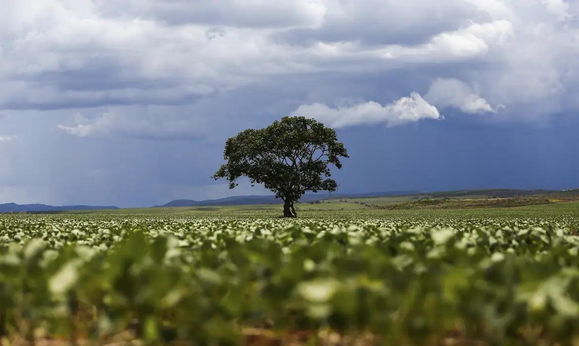 Crédito rural financiou R$ 92,4 bilhões em áreas com alertas ambientais