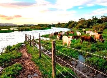 Sucesso da pecuária em áreas alagadiças depende de estruturas adequadas de cercamento