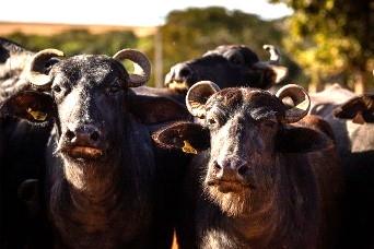 Comportamento animal: Por que os búfalos exigem estruturas mais resistentes nas fazendas?