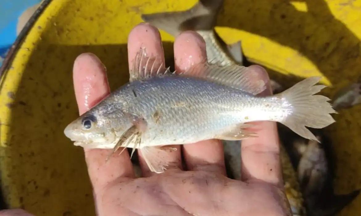 Cientistas identificam taxa recorde de deformações em peixes do Espírito Santo