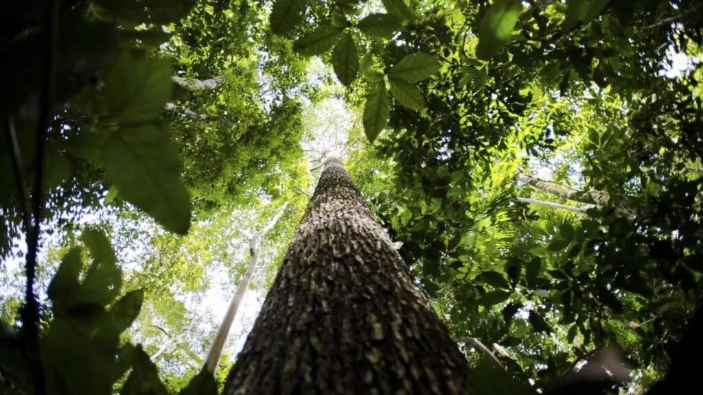 Amazônia tem menor área sob alerta de desmatamento da série histórica