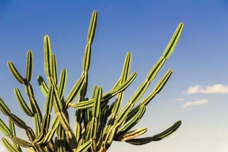 Desertificação no Brasil ameaça segurança hídrica e alimentar