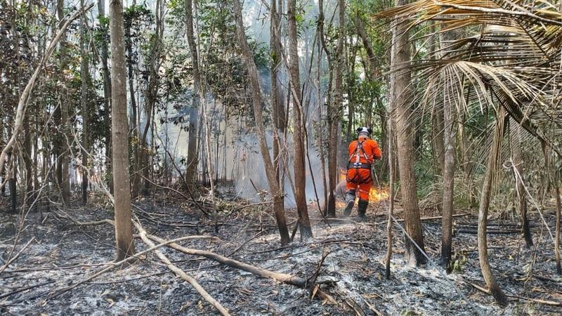Projeto Guardiões da Floresta, da Suzano, já alcançou mais de 18 mil pessoas no Espírito Santo
