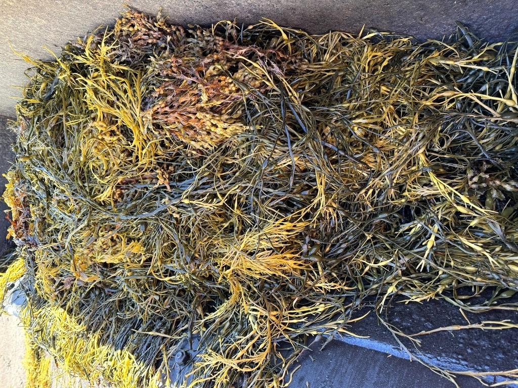 Saúde do solo é um dos pilares da agricultura moderna