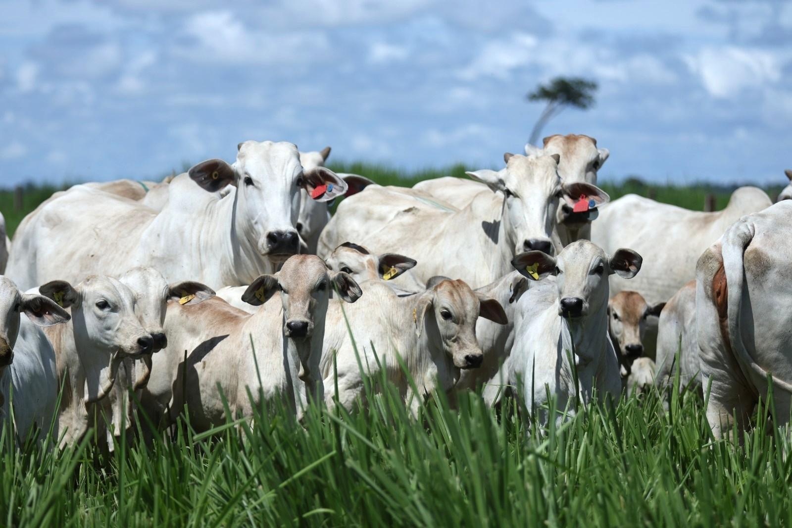 Leilão Nelore Paranã & Casa Branca oferta animais de alta produtividade na Expogenética, dia 20, em Uberaba, MG