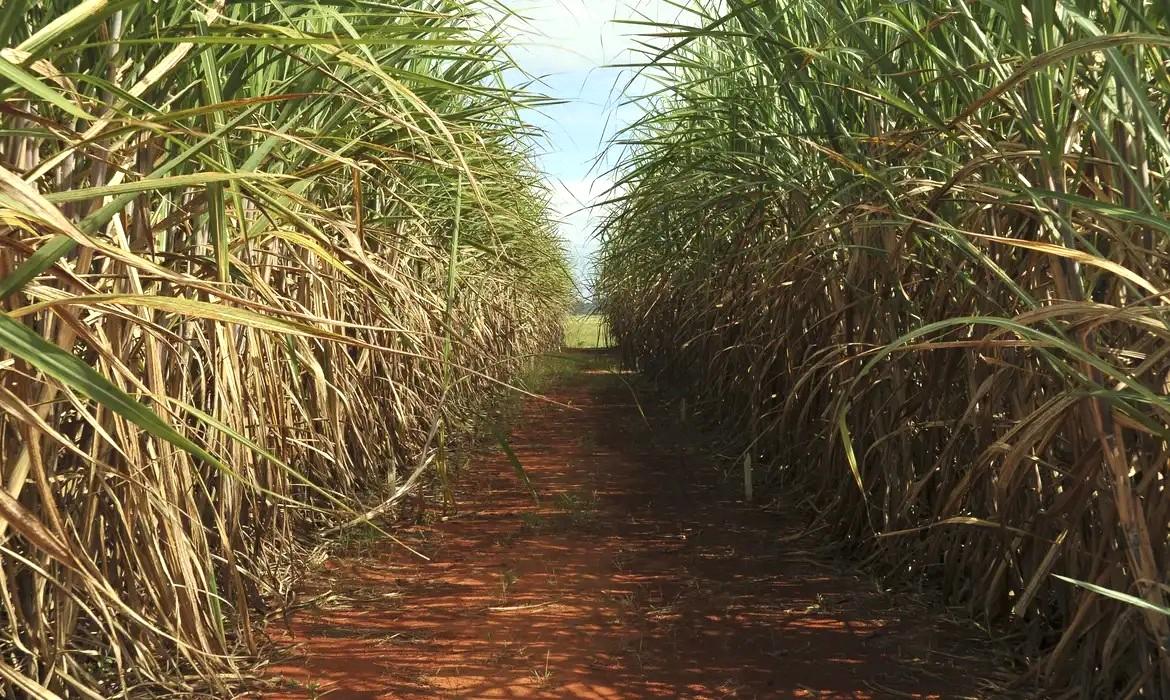 Safra de cana-de-açúcar deve crescer 4,7% em relação ao ano de 2025