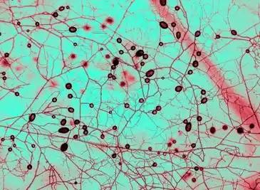 Fungos podem restaurar terras degradadas e combater crise climática
