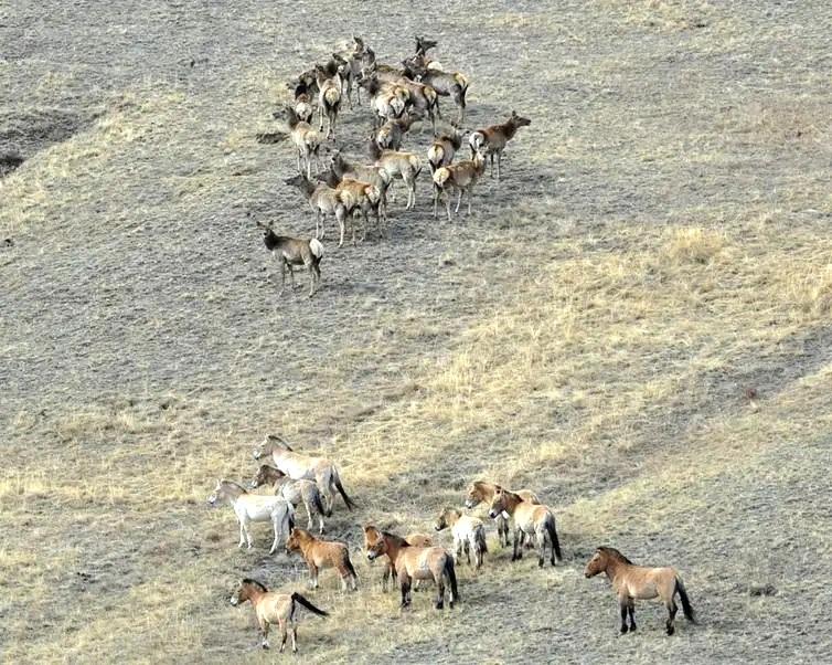 Takhi, o cavalo selvagem que virou símbolo de restauração na Mongólia