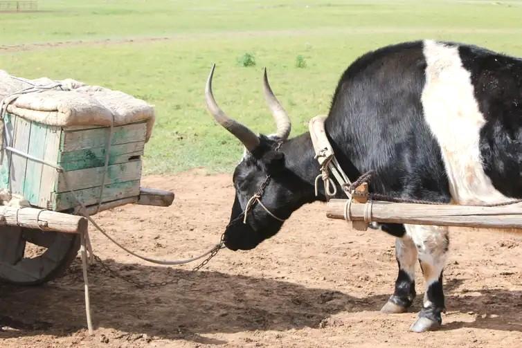 Degradação da terra e clima extremo ameaçam nômades na Mongólia