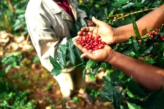 8º Seminário Novas Tecnologias para Produção de Mudas e Cultivo de Café Conilon, em Linhares, ES, começa dia 2 de setembro