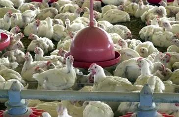 UE suspende carnes do Brasil: Entenda impacto e próximos passos