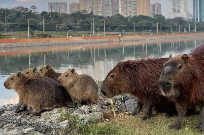 Cai drasticamente número de acidentes com capivaras dois anos após instalação de cercas de proteção na Marginal Pinheiros, em SP