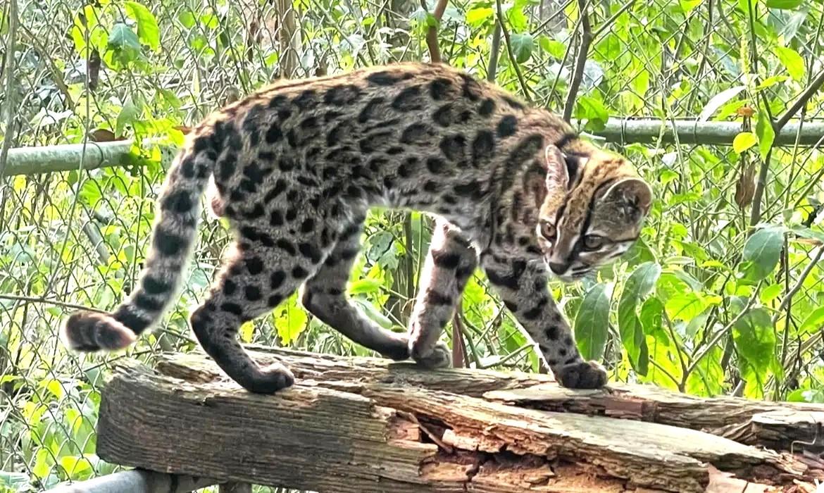Nova espécie de felino é identificada em florestas da Bolívia
