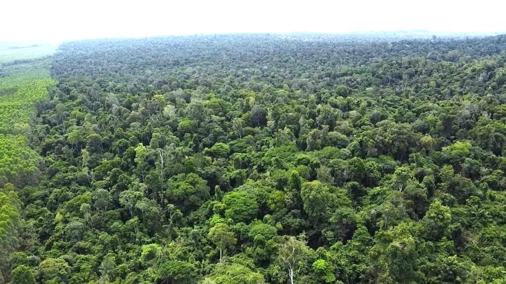 Dia da Árvore: Suzano reforça compromisso com desmatamento zero e conservação da biodiversidade