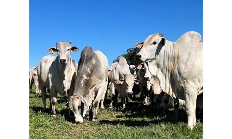 CFM abre as vendas na fazenda: touros prontos para a estação de monta