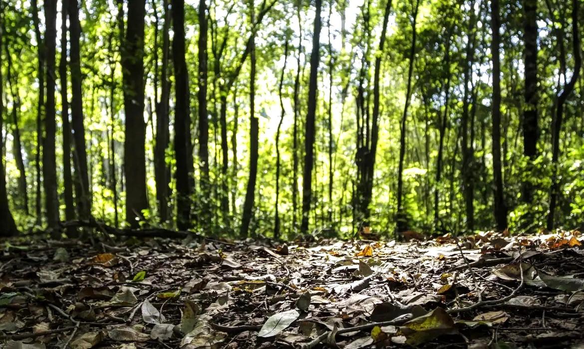 Produção florestal no país alcança recorde de R$ 47,9 bilhões em 2025