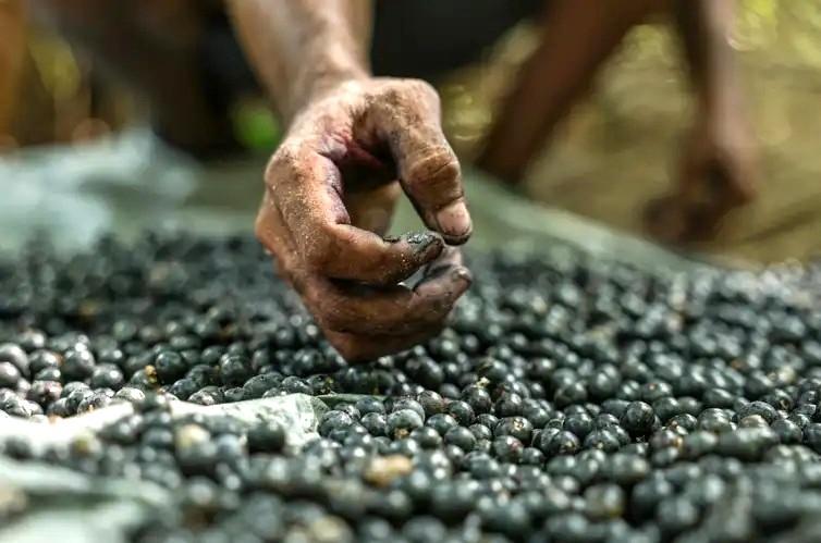 Produção florestal no país alcança recorde de R$ 47,9 bilhões em 2025