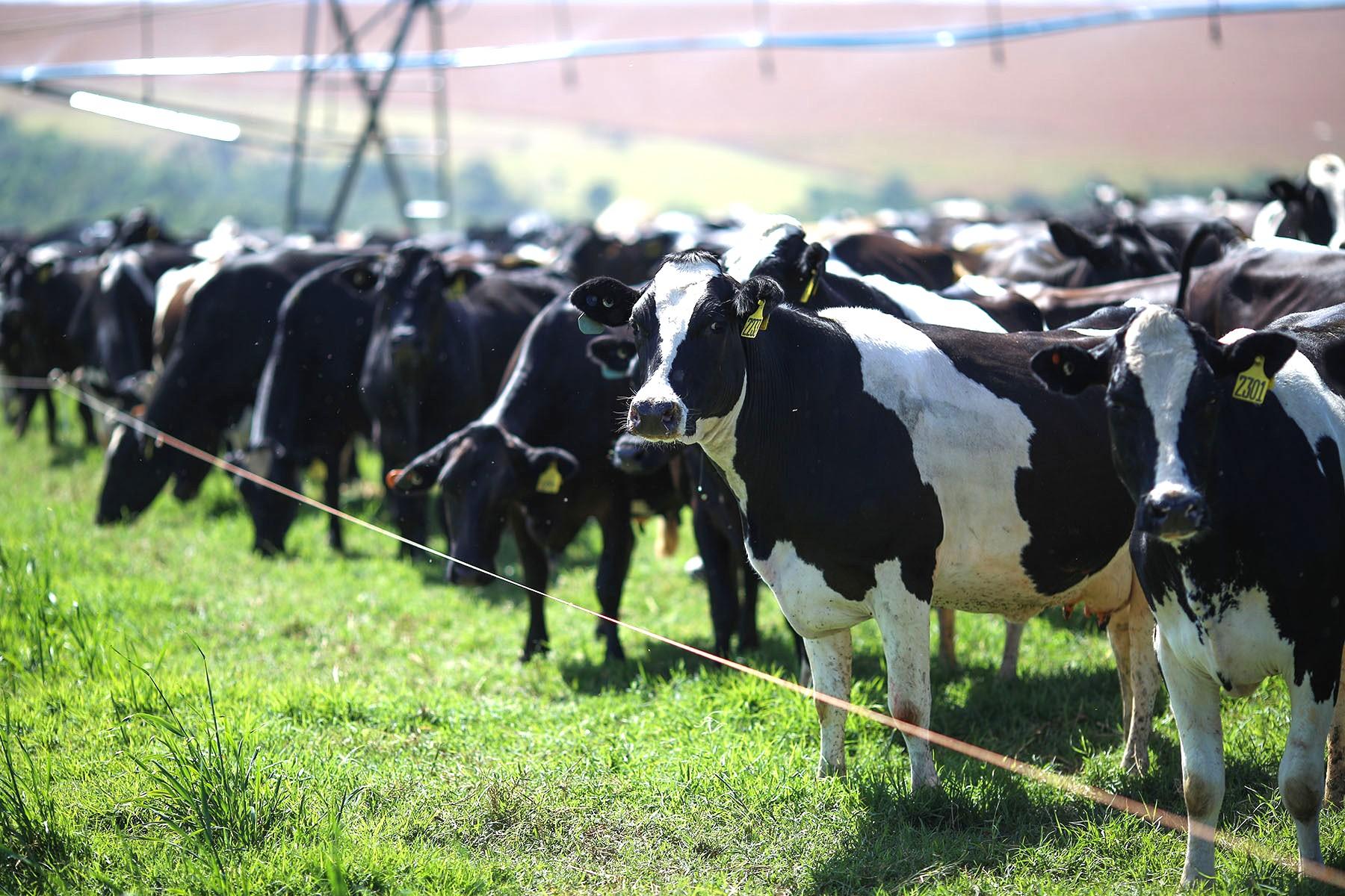 Nutrição adequada, sombra e água fresca. Como reduzir os efeitos do El Niño nas vacas leiteiras