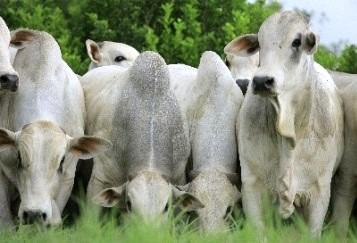Comportamento da raça bovina influencia planejamento da fazenda